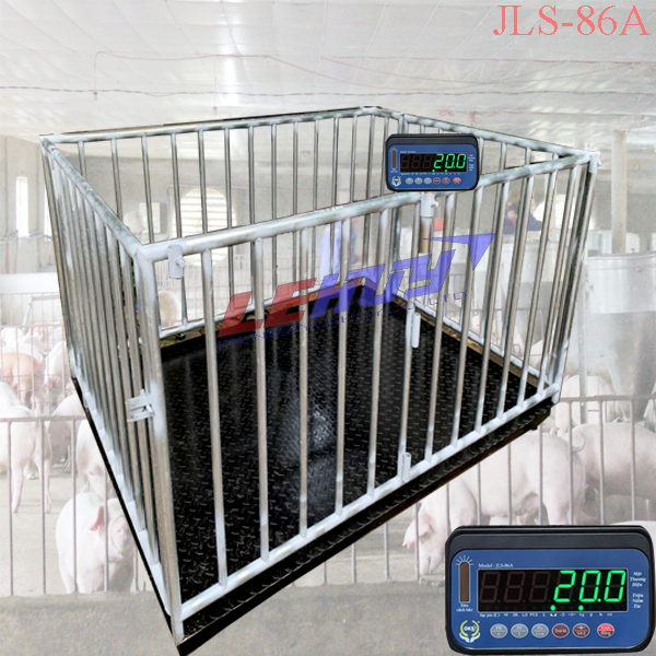 cân lợn loại 6 con